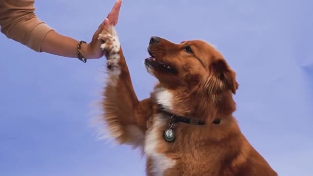 TEACH YOUR DOG HOW TO HIGH-5