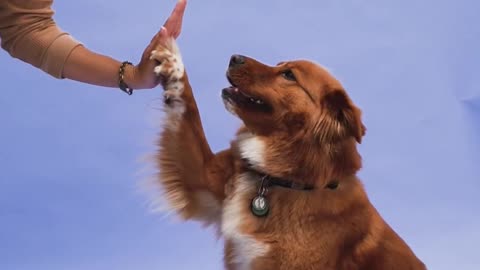 TEACH YOUR DOG HOW TO HIGH-5