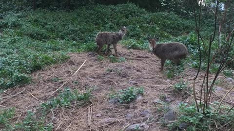 Free-Into Nature 12 | Shooting GRAY GORAL with CAM 2 | #Shorts | 2021