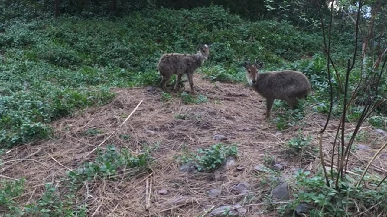 Free-Into Nature 12 | Shooting GRAY GORAL with CAM 2 | #Shorts | 2021