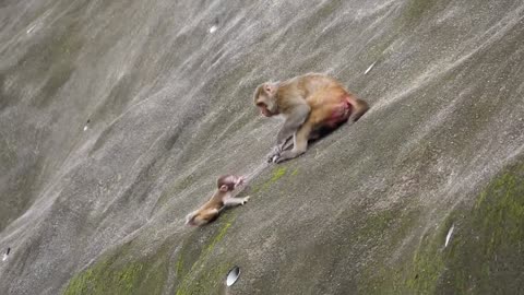 Baby monke