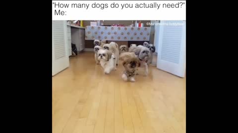 How many dogs does Munchkin the Teddy Bear need?