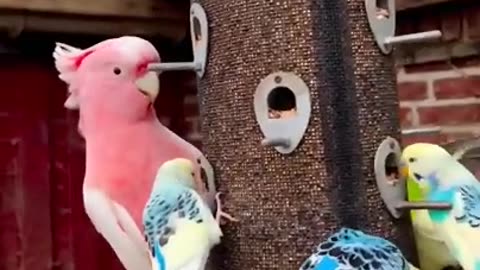 Pet Cats Beautiful Bird And Animal 4K HD Adorable Photography By Nature.