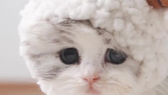 The video has been moved again, can I post it myself? This is too cute, cute pet debut plan