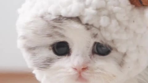 The video has been moved again, can I post it myself? This is too cute, cute pet debut plan