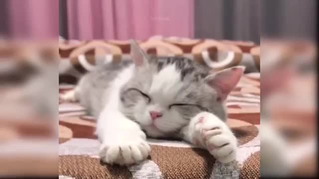 Baby Cats_ Cute and Funny Cats Video Compilation!!