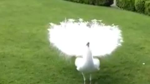 white peacock opening feathers