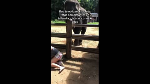 Woman gets totally slammed by elephants while trying to take a cute photo
