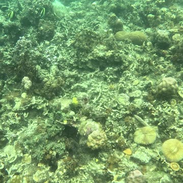 A Snorkeling Adventure Awaits!