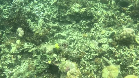 A Snorkeling Adventure Awaits!