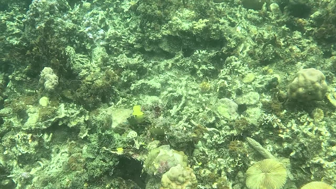 A Snorkeling Adventure Awaits!