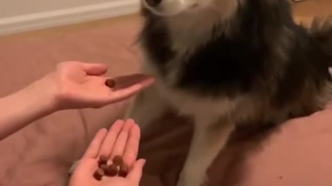 playing with the dog