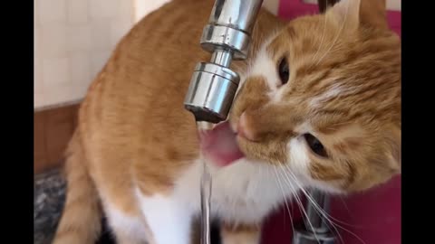 Cats know how our I have to keep my mind good #