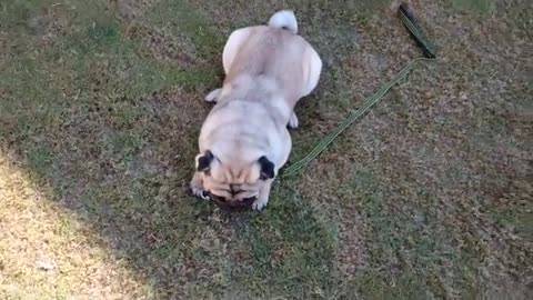 Dog training video