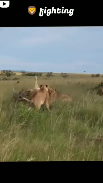 lions fighting#shortvideo