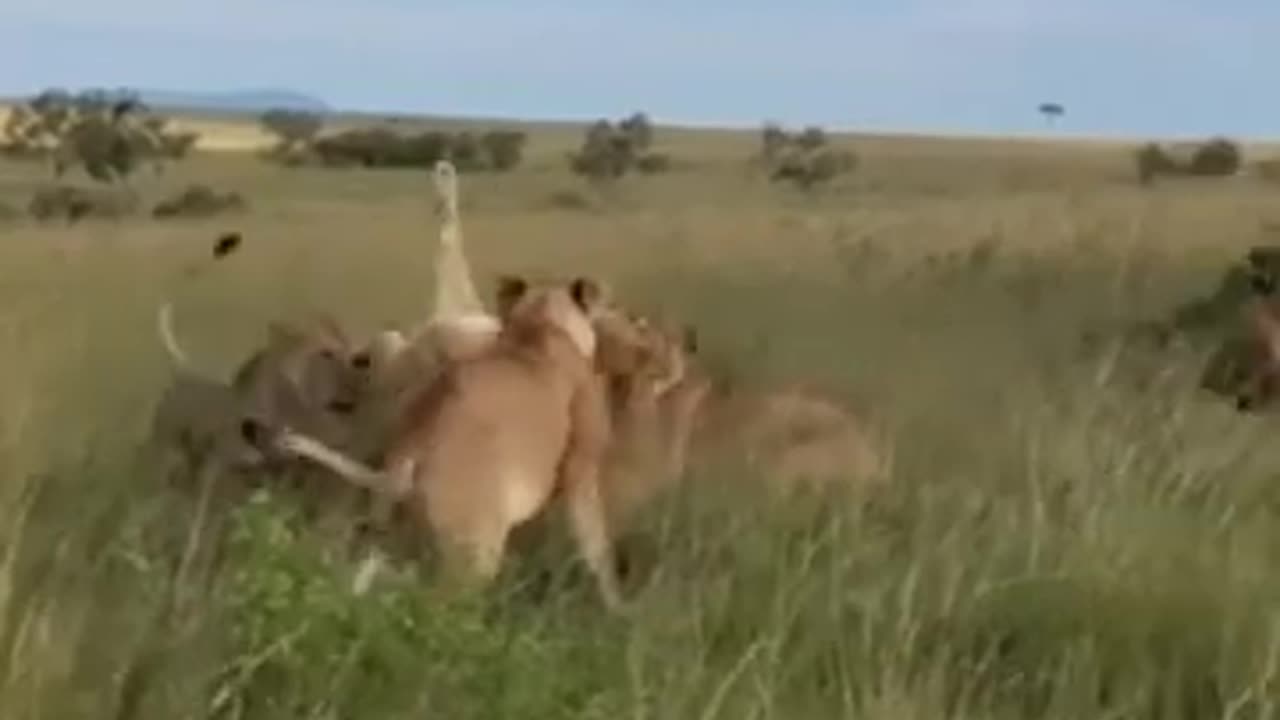 lions fighting#shortvideo