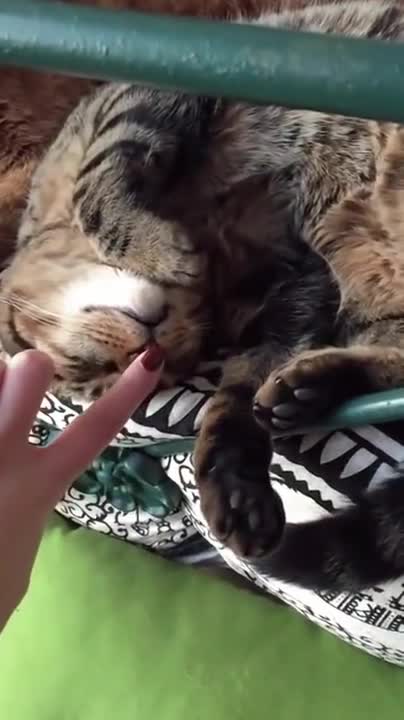 .Do cats like to party_