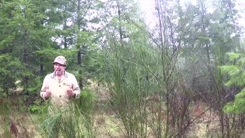 Using trees for cover： Part One