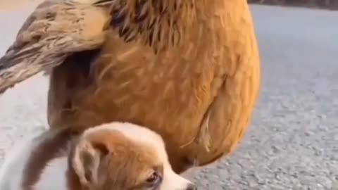 puppy and hen friendship