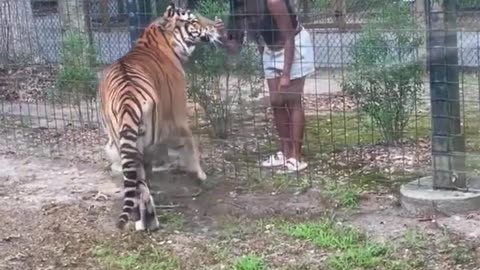 Woman Climbs Over Zoo Fence to Pet Tiger #shorts #youwontbelievewhathappensnext