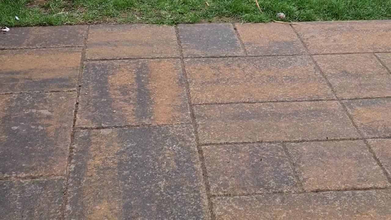Here's my nutter dog playing with a bucket
