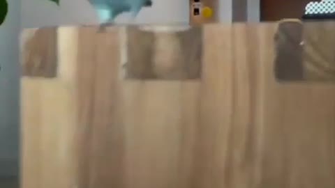 Skateboard bird