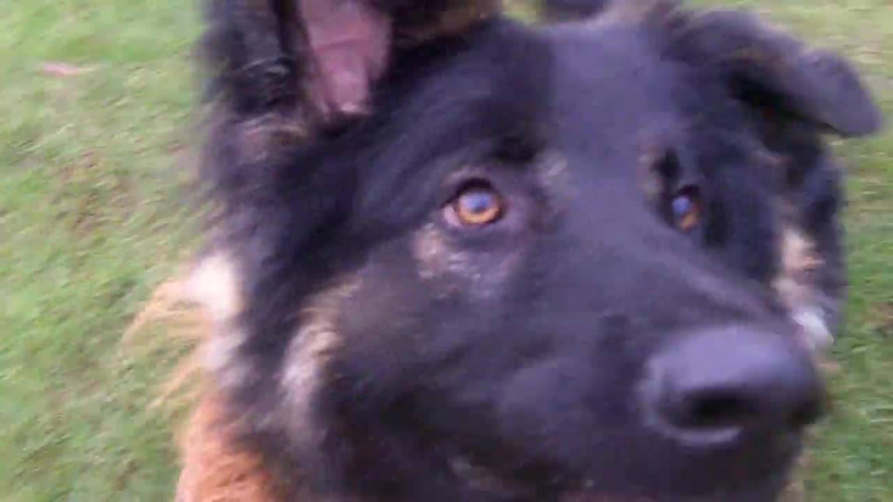 Dog training best (training)