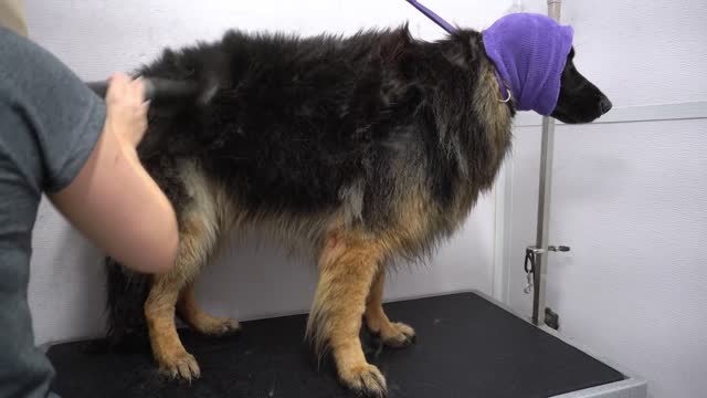 Giant King Shepherd gets his first transformation