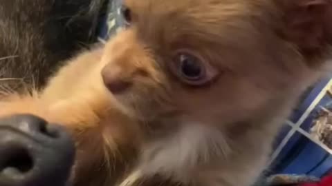 Compilation of Funny Dogs & Cute Puppies