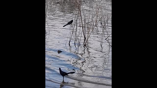 Blackbird (Beatles cover) with original arrangement by Doug Newman