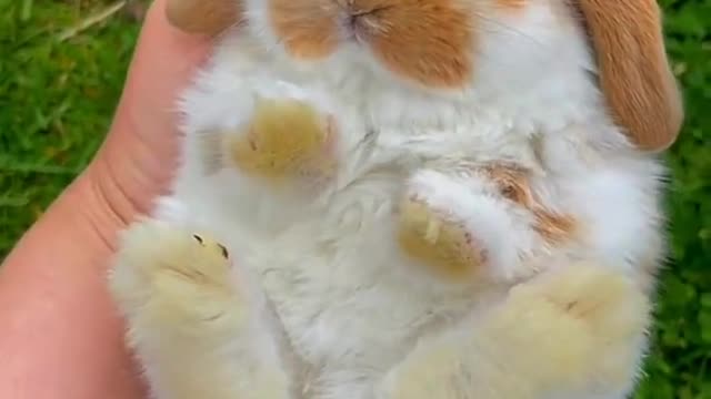 Look at the world of this fierce rabbit