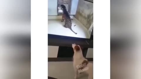 Laugh Out Loud with These Funny Cat 😹 and Dog 🐶 Videos | funny animal video chapter 5