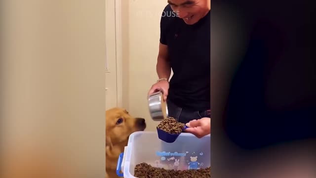 Humor moment of pets around our life