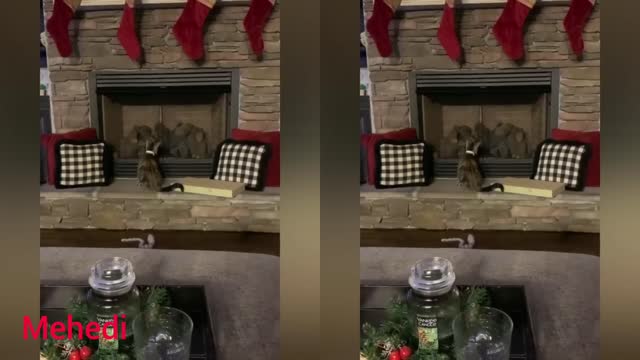 Rebellious Animals 😬😬 || Funny Dog and Cat Reaction Video #16