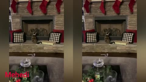 Rebellious Animals 😬😬 || Funny Dog and Cat Reaction Video #16