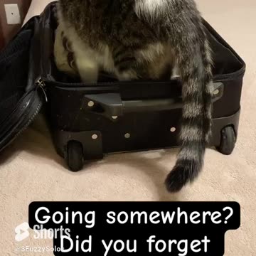 Kylo: “Did you forget to pack something?” #Catgetsintoeverything #catshorts