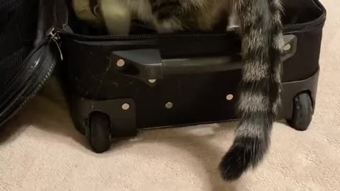 Kylo: “Did you forget to pack something?” #Catgetsintoeverything #catshorts