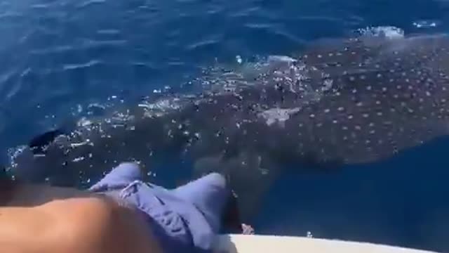See This Brave Man Surfing on a Giant Whale ,Unbelievable Video