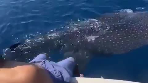 See This Brave Man Surfing on a Giant Whale ,Unbelievable Video