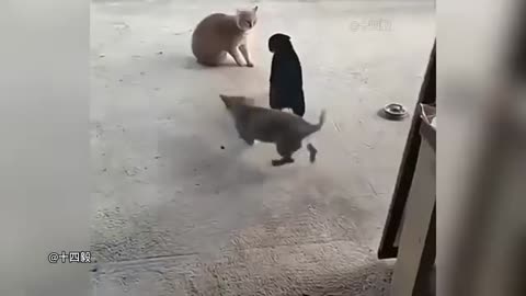 Cat and dog fany video