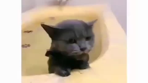 Just watch him go! 😇😇😇 Tag 3 friends who are cat lovers! 🐱