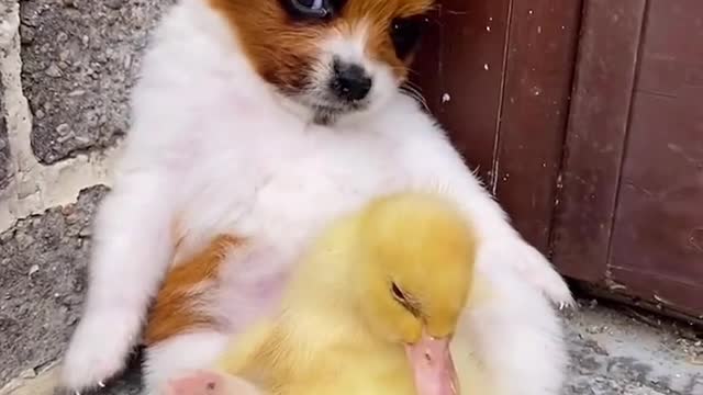Pet dogs and ducklings