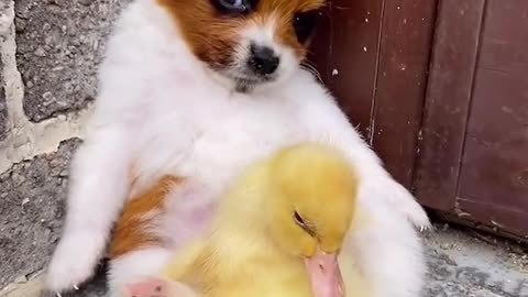 Pet dogs and ducklings