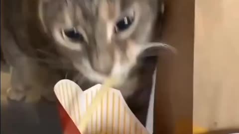 Everyone likes fries 😊
