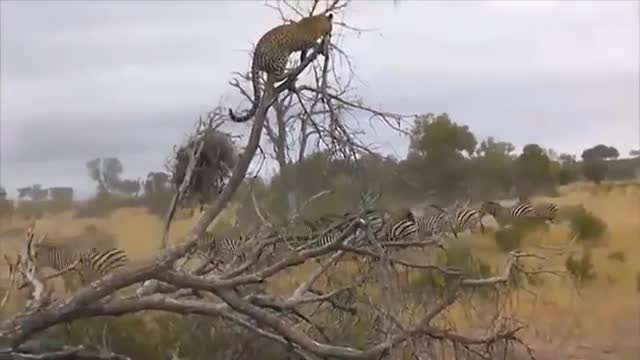 Lion Is Stupid To Attack Into Sharp Fur Of Porcupine || Animal Planet Discovery 2022