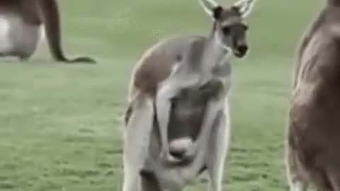 Lousy Kangaroo