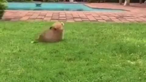 Funny Dog,