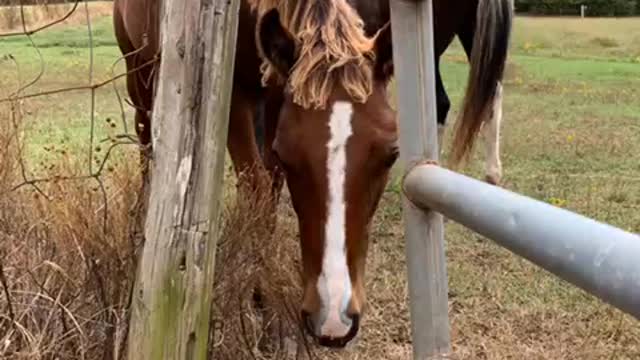 DeeOhGee ( Malinios dog ) and Gunner ( horse) always had wonderful friendship.