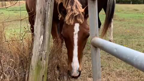 DeeOhGee ( Malinios dog ) and Gunner ( horse) always had wonderful friendship.