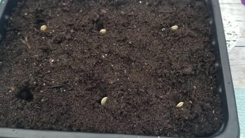 How to grow Courgette Ronde De Nice from seed.